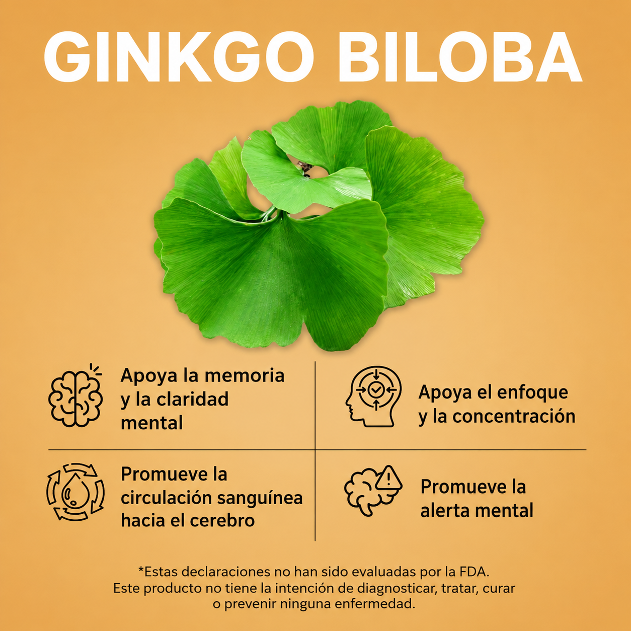 Melena de León con Ginkgo Biloba | Energia, enfoque y claridad